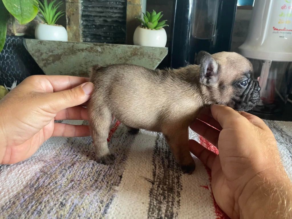 Original De Bourbon - Chiots disponibles - Bouledogue français