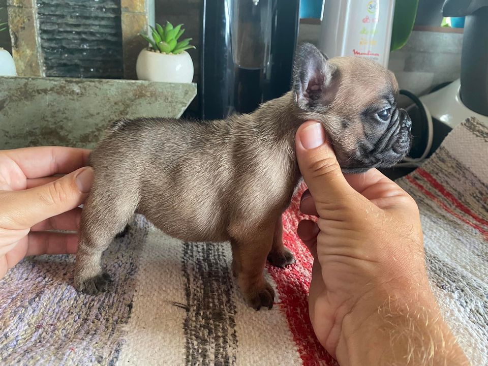 Original De Bourbon - Chiots disponibles - Bouledogue français